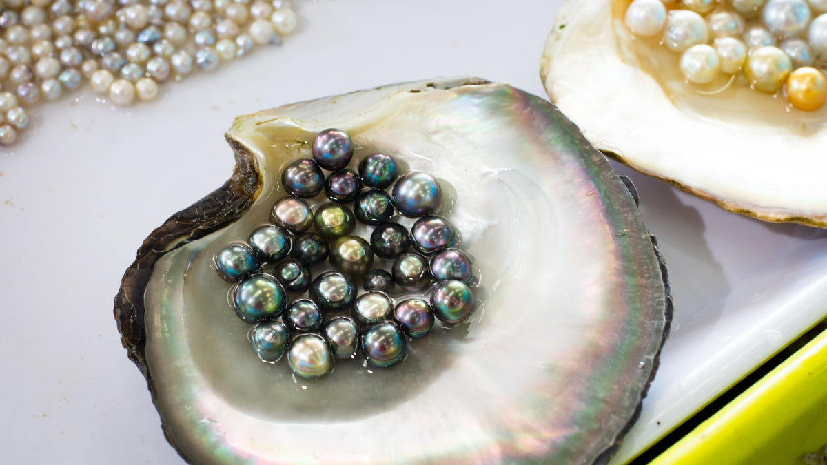 What Is The Difference Between Natural, Cultured, Freshwater and Shell  Pearls? — Lansing Jewelry Doctor